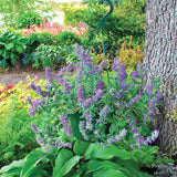 Nepeta 'Purple Haze' | Creekside Champions™