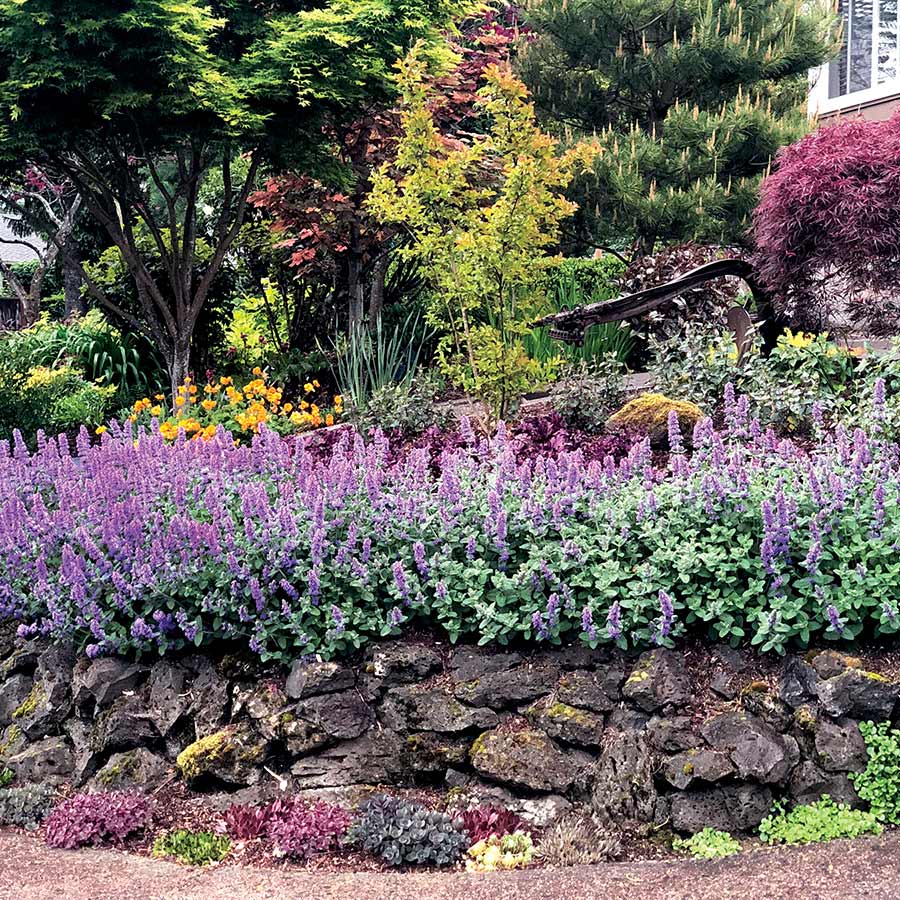 Nepeta 'Purple Haze' | Creekside Champions™