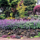 Nepeta 'Purple Haze' | Creekside Champions™