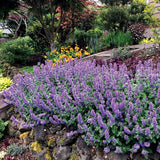 Nepeta 'Purple Haze' | Creekside Champions™