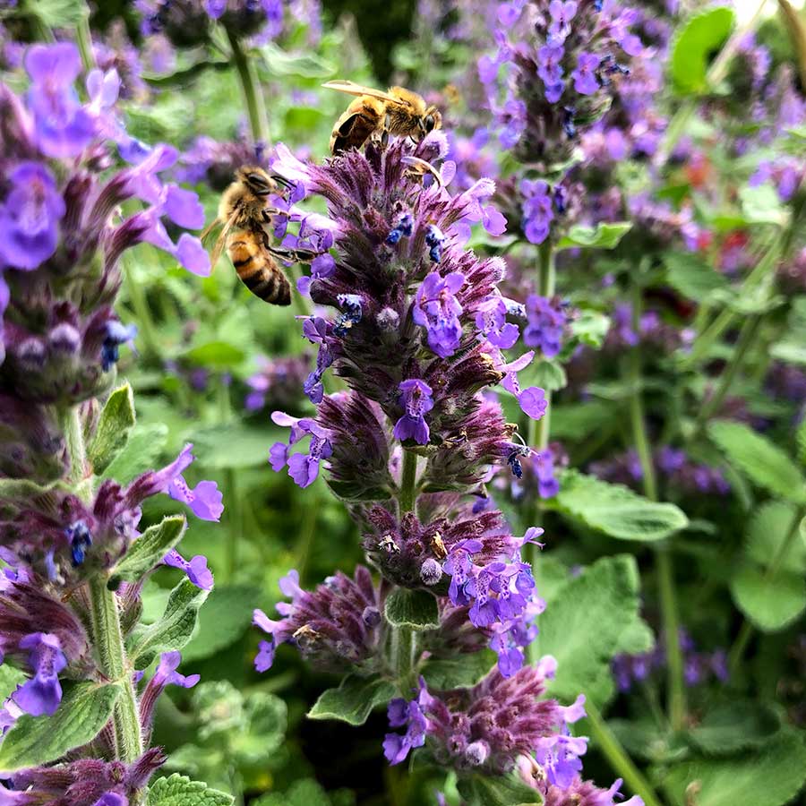Nepeta 'Purple Haze' | Creekside Champions™