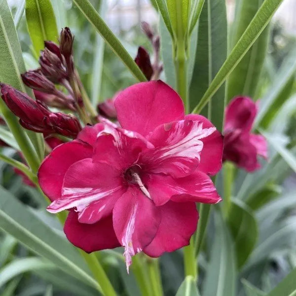 Bicolor red oleander with red and yellow blooms in a pot