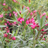 Bicolor red oleander with clustered blooms and green leaves