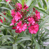 Bicolor red oleander in a nursery pot with red flowers
