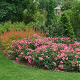 Double pink rose blooms in a nursery pot