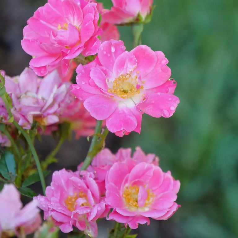 Oso Easy® Double Pink Rose | Proven Winners® – Creekside Nursery, Inc