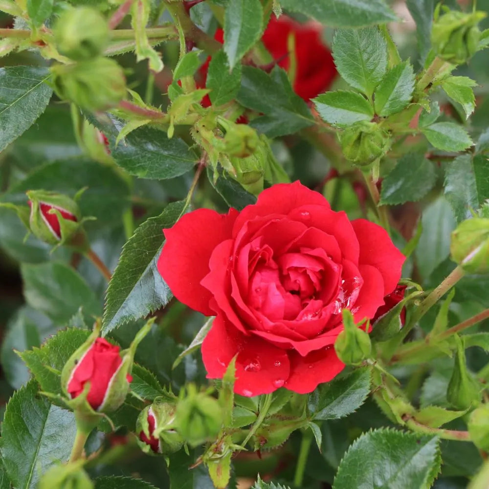 Red rose blooms on a leafy green shrub in a nursery pot