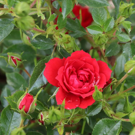 Red rose blooms on a leafy green shrub in a nursery pot