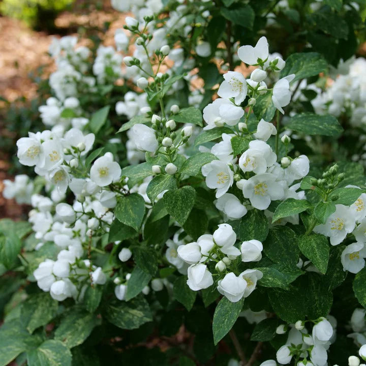 ILLUMINATI SPARKS™ Mock Orange | Proven Winners® – Creekside