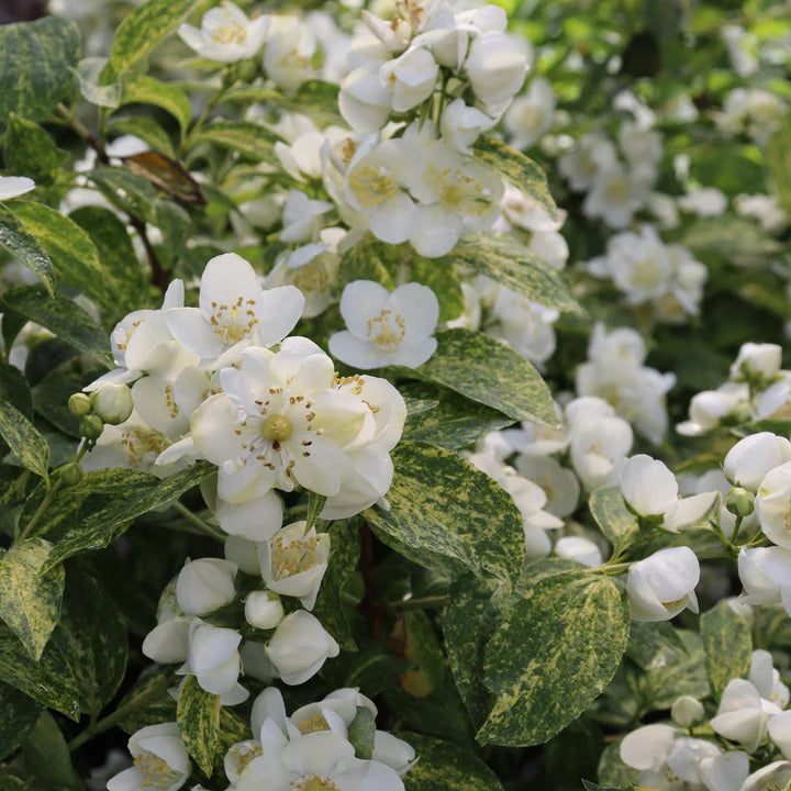 おまとめ✨swag #366 ホワイト紫陽花のクラシカルスワッグ ILLUMINATI SPARKS™ Mock Orange | Proven Winners® – Creekside