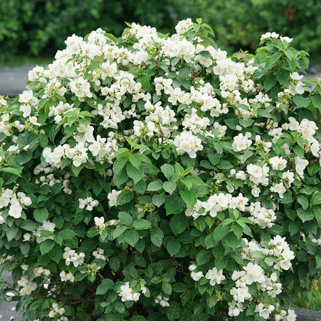 Illuminati Sparks mock orange with white blooms in a pot