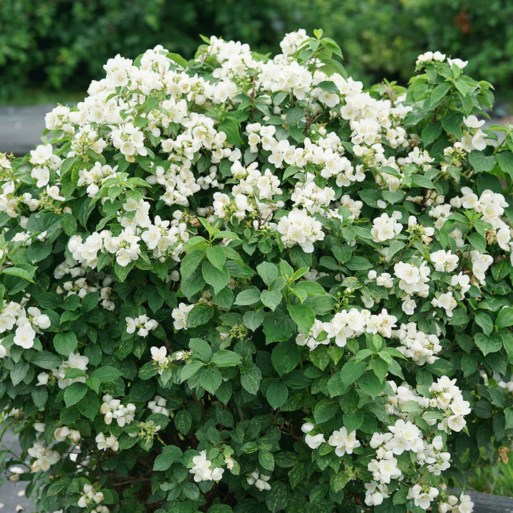 ILLUMINATI SPARKS™ Mock Orange | Proven Winners® – Creekside