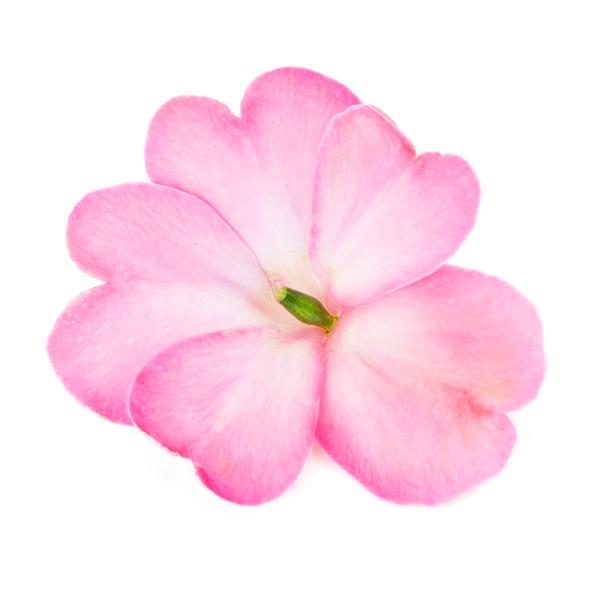 SunPatiens Compact Pink Flash impatiens in bloom in a pot