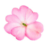 SunPatiens Compact Pink Flash impatiens in bloom in a pot