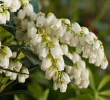 Pieris Mountain Snow in a nursery pot