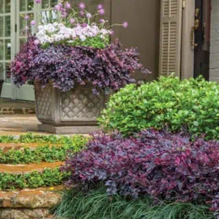 Purple Daydream dwarf loropetalum in a nursery pot