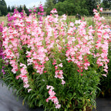 Pink penstemon flowers in a garden pot