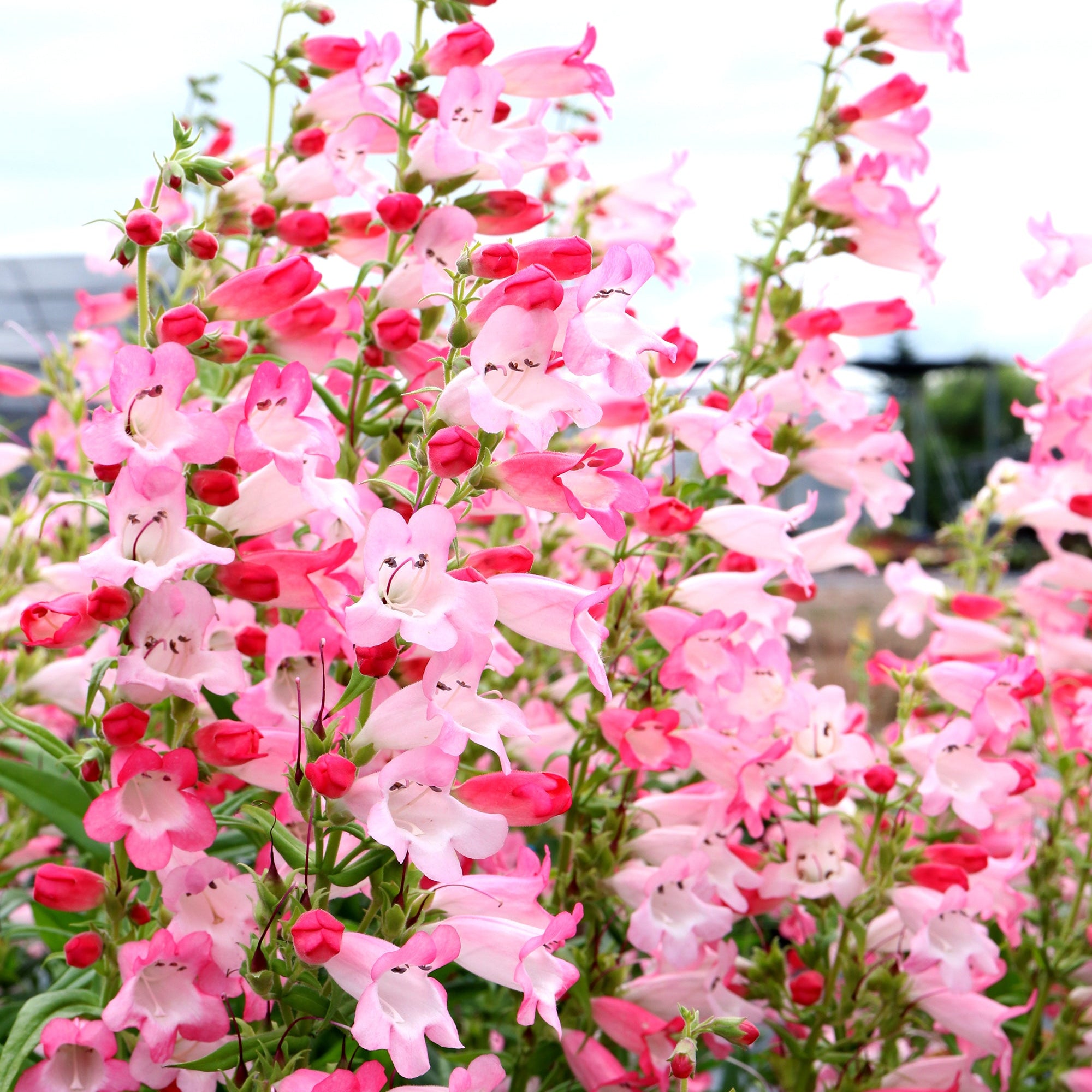Flock of Flamingos' Penstemon | Creekside Champions™ – Creekside