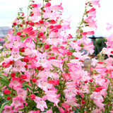 Flock of Flamingos’ penstemon in a nursery pot