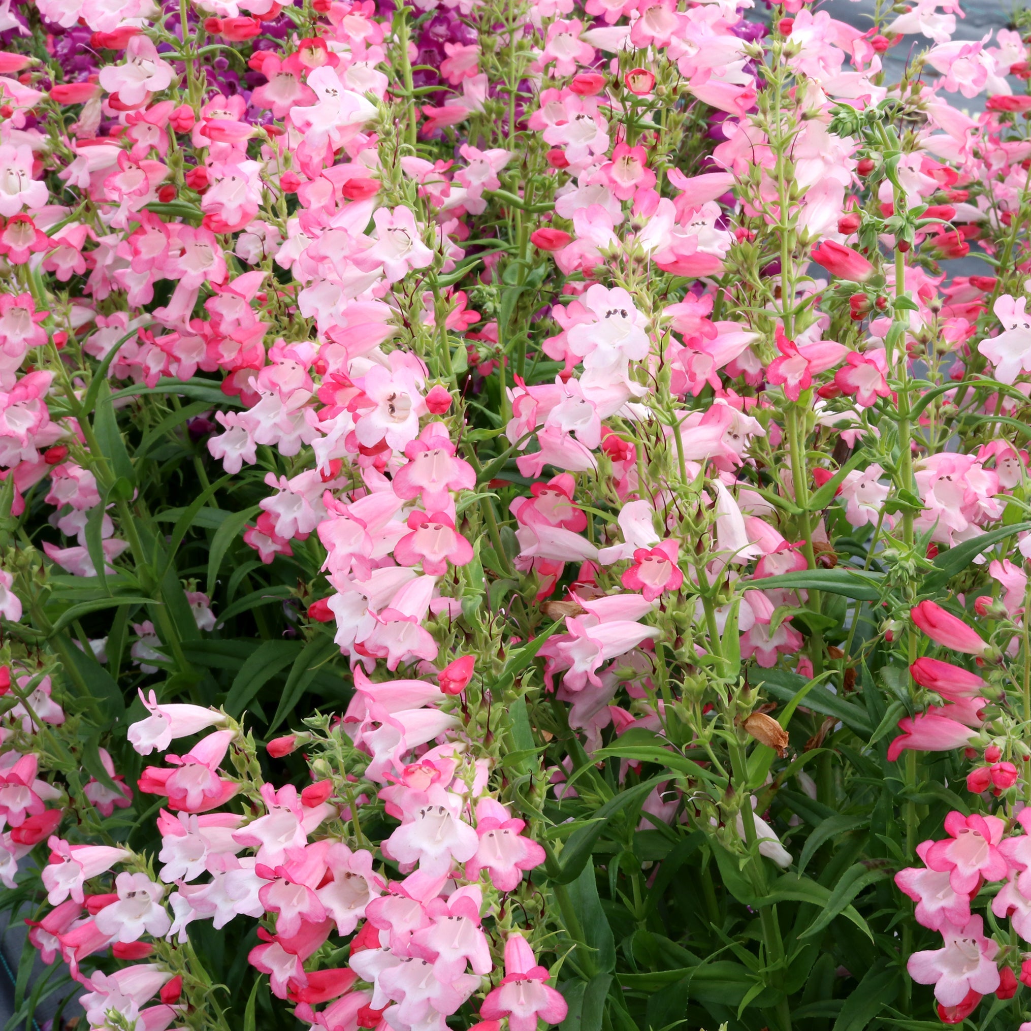 Flock of Flamingos' Penstemon | Creekside Champions™ – Creekside