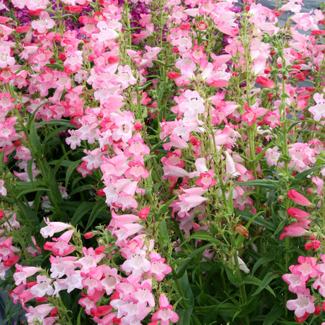 Flock of Flamingos penstemon with pink tubular flowers