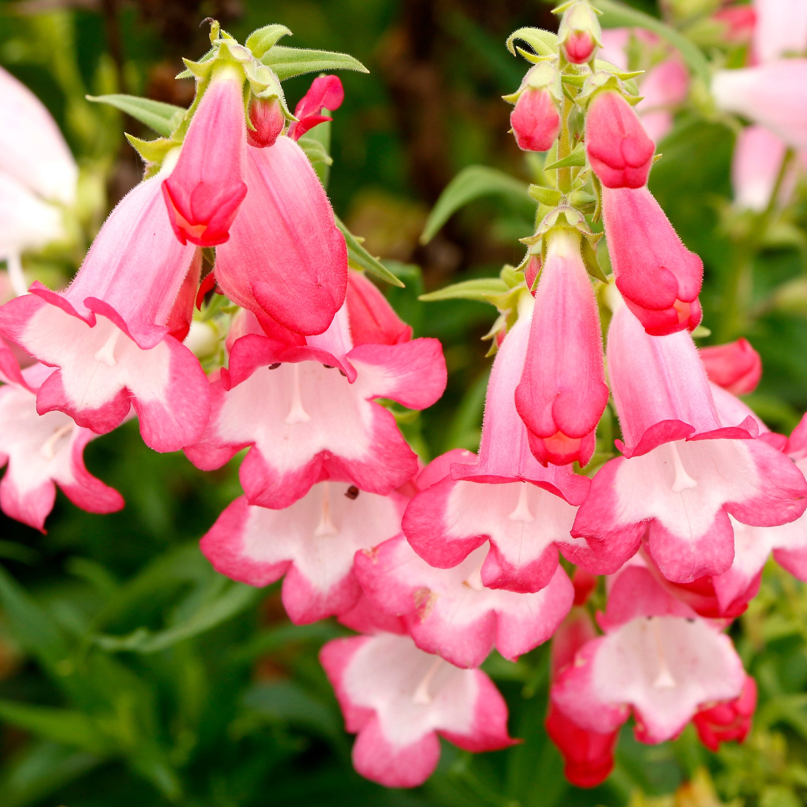 みえみえ様オーダー　濃いピンクの羽　バングル&ポンポンフロート&リボンフロート Flock of Flamingos' Penstemon | Creekside Champions™ – Creekside