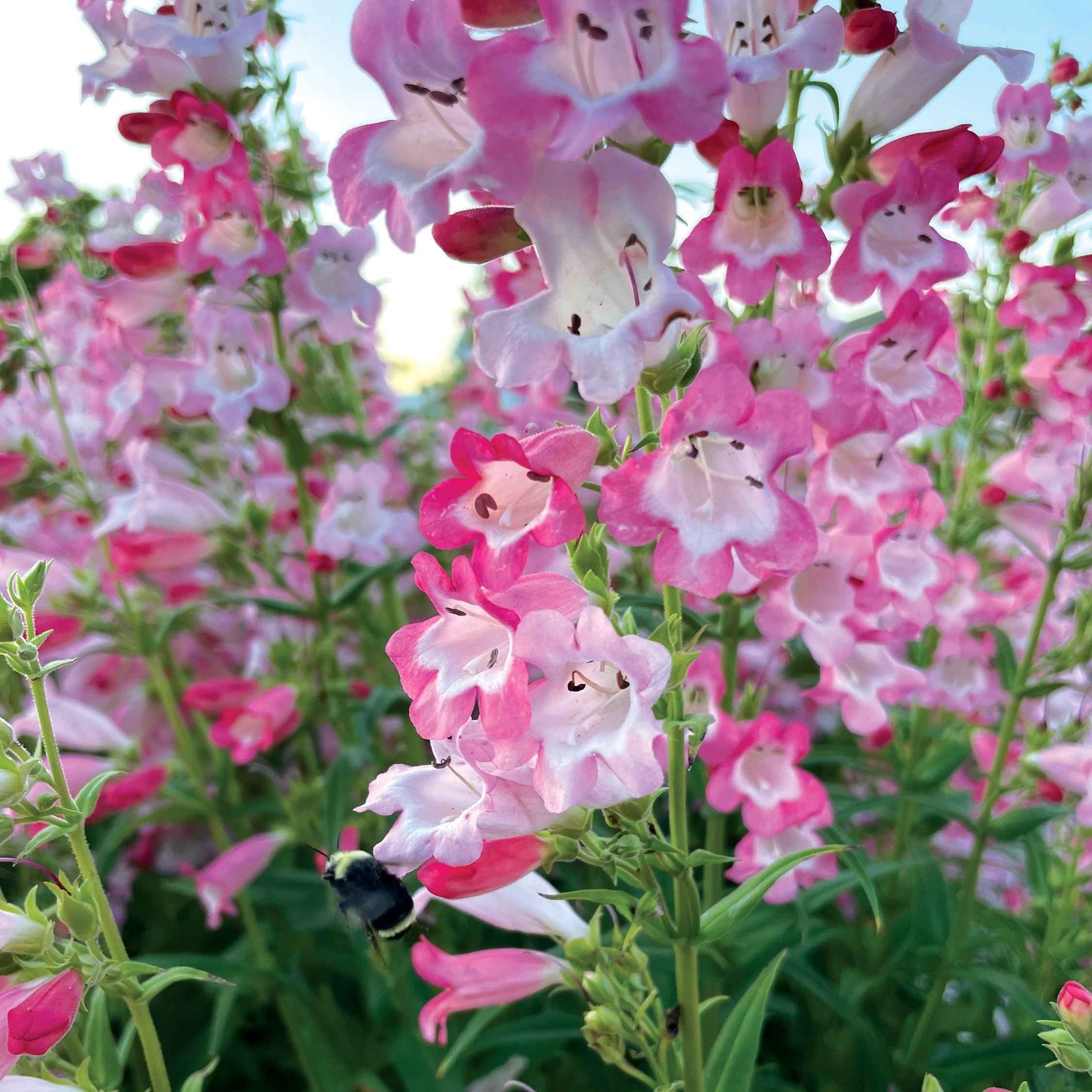 Flock of Flamingos' Penstemon | Creekside Champions™ – Creekside