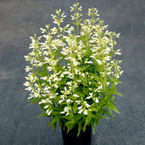 Nova Pearl penstemon in a nursery pot