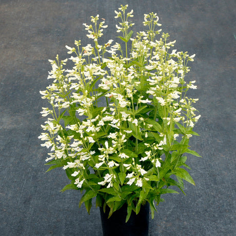 Nova Pearl penstemon in a nursery pot