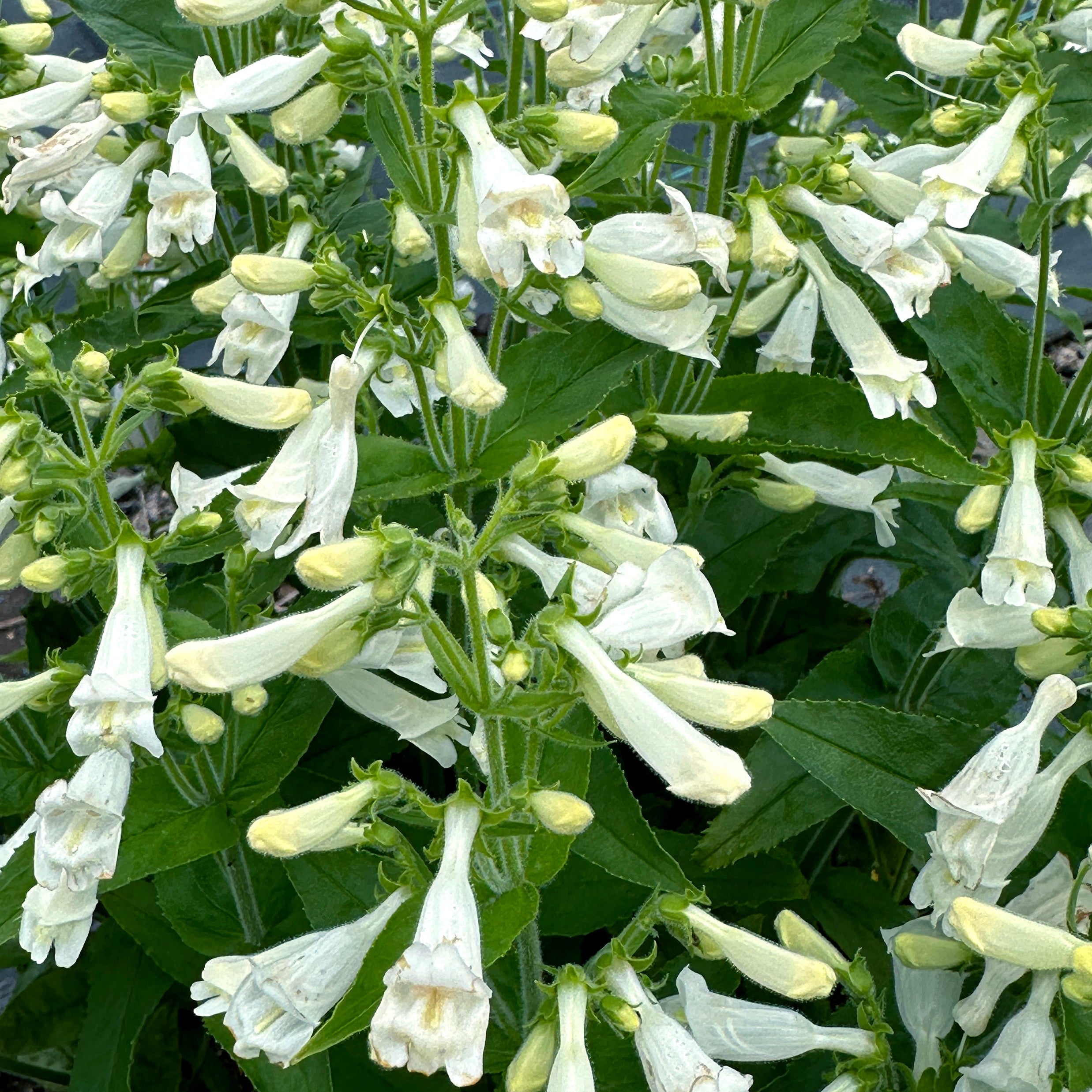 Nova Pearl' Penstemon | Creekside Champions™ – Creekside Nursery, Inc