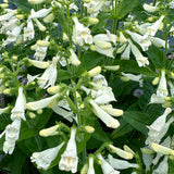 Nova Pearl penstemon in a nursery pot
