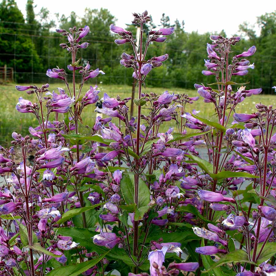 NOVA® ‘Twilight’ Penstemon | Creekside Champions™
