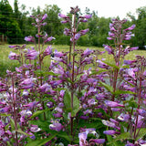 NOVA® ‘Twilight’ Penstemon | Creekside Champions™