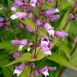 NOVA® ‘Twilight’ Penstemon | Creekside Champions™