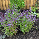 NOVA® ‘Twilight’ Penstemon | Creekside Champions™