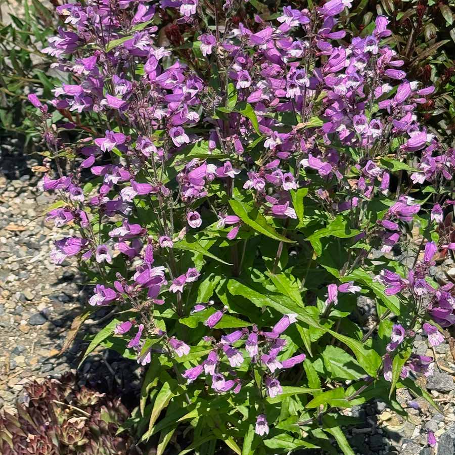 NOVA® ‘Twilight’ Penstemon | Creekside Champions™