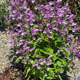 NOVA® ‘Twilight’ Penstemon | Creekside Champions™