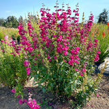 Penstemon ‘Parade of Parrots’ | Creekside Champions™