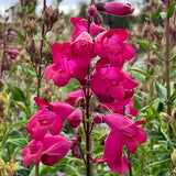 Penstemon ‘Parade of Parrots’ | Creekside Champions™