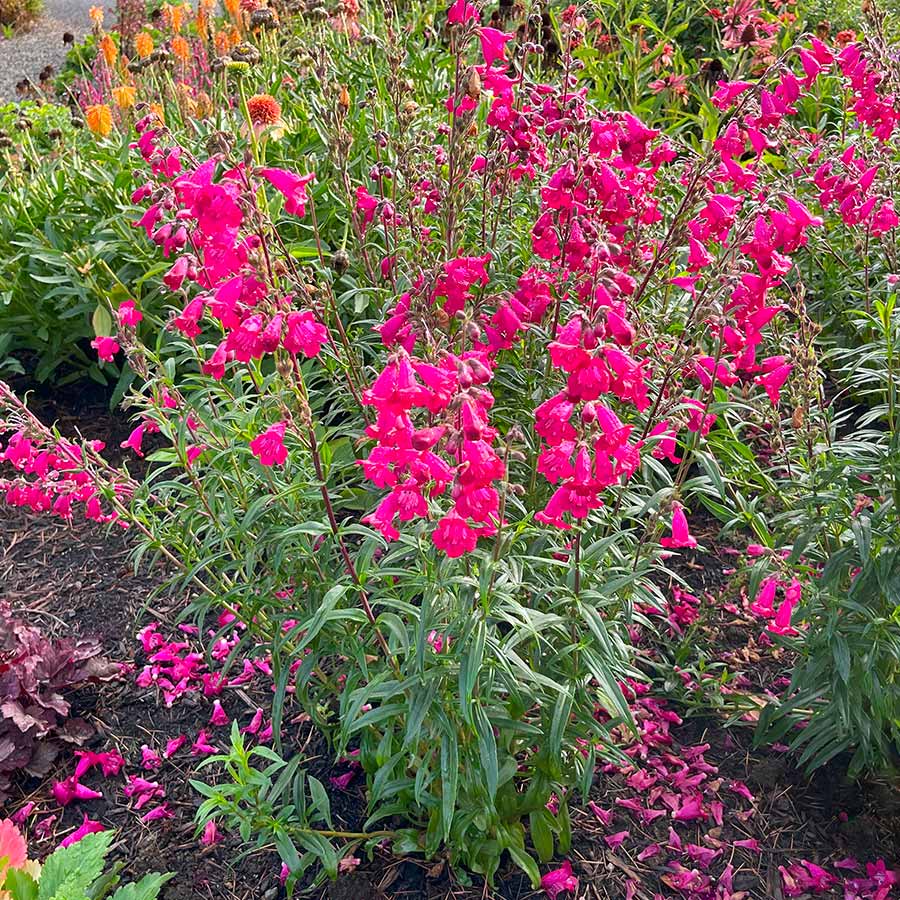 Penstemon ‘Parade of Parrots’ | Creekside Champions™