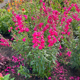 Penstemon ‘Parade of Parrots’ | Creekside Champions™