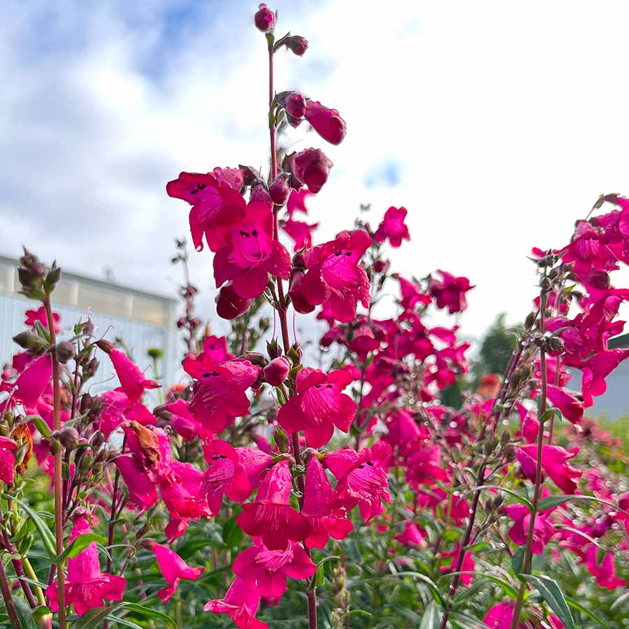 Penstemon ‘Parade of Parrots’ | Creekside Champions™