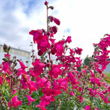 Penstemon ‘Parade of Parrots’ | Creekside Champions™
