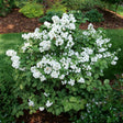 Mock orange with white blooms in a nursery pot