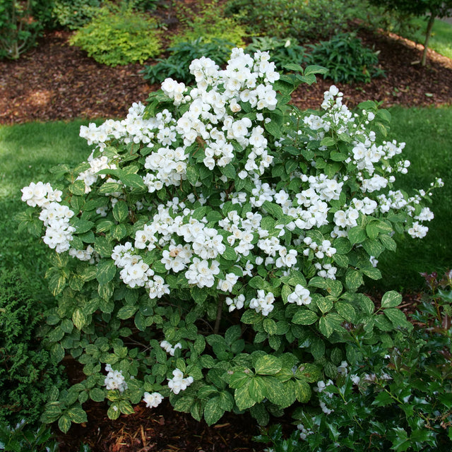 Mock orange with white blooms in a nursery pot