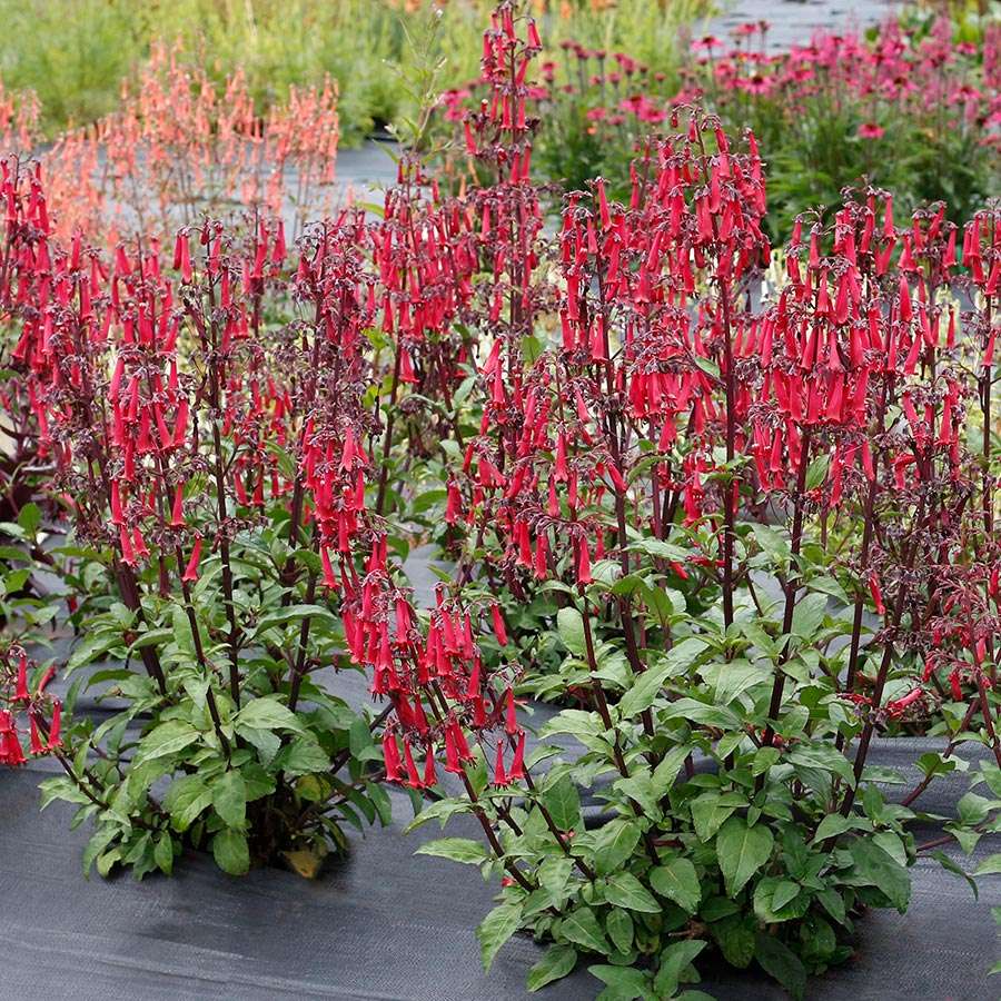 Phygelius COLORBURST™ ‘Deep Red’ | Creekside Champions™
