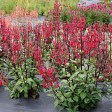 Phygelius COLORBURST™ ‘Deep Red’ | Creekside Champions™