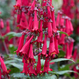 Phygelius COLORBURST™ ‘Deep Red’ | Creekside Champions™