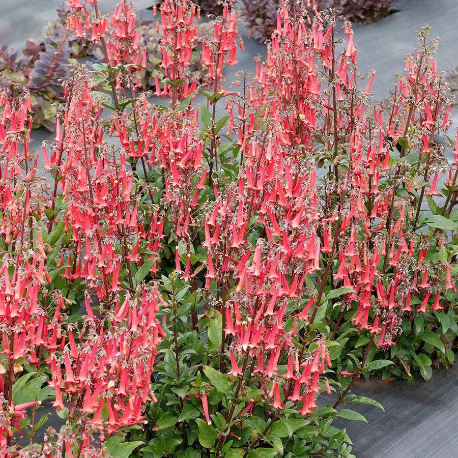 Phygelius COLORBURST™ ‘Rose’ | Creekside Champions™