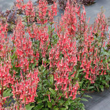 Phygelius COLORBURST™ ‘Rose’ | Creekside Champions™